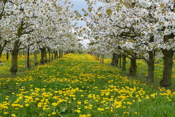 Obraz premium Kirschbäume Altes Land
