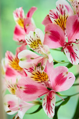 Pink flowers over green background