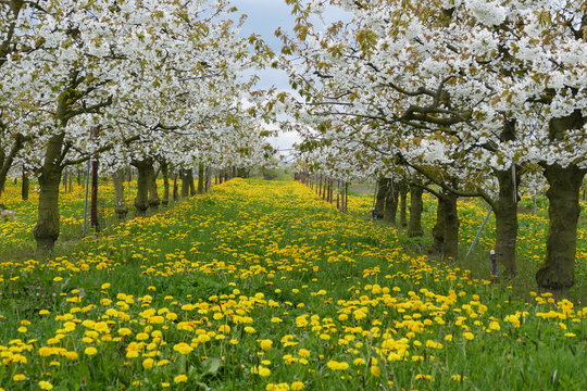 Kirschb&auml;ume Altes Land
