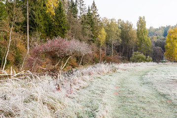 empty road in the countryside in autumn