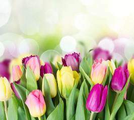 bouquet of  yellow and purple  tulip flowers