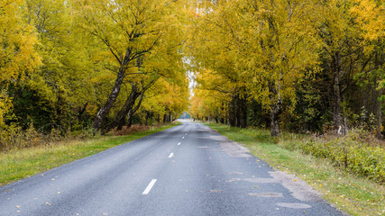 Obraz premium empty road in the countryside in autumn