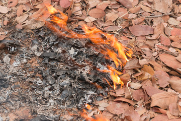 A fire in leafy forest. Early spring