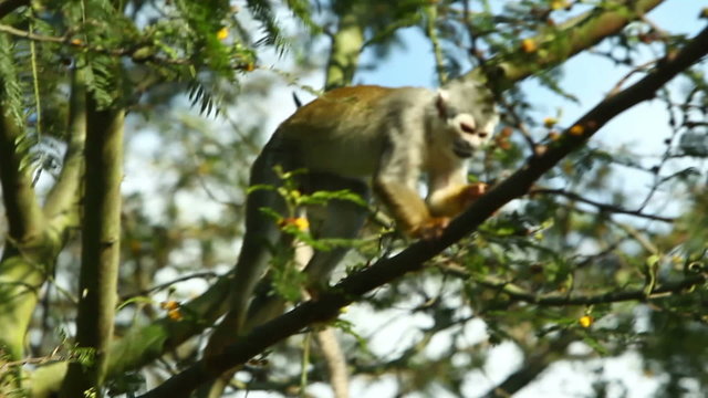 A squirrel monkey navigates through tree branches in a sunlit jungle, moving cautiously and pausing to look around as the camera follows through the dense green foliage in the Ecuadorian Amazon.