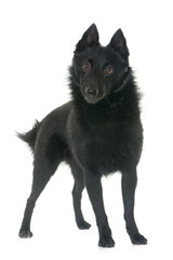 young Schipperke dog