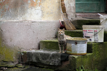 Кот. Хозяин дома