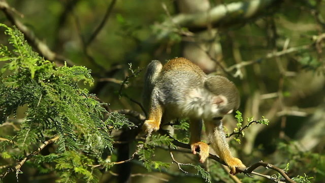 A male saimiri monkey foraging for fruits in the lush and biodiverse Ecuadorian jungle,captured in a stunning and natural wild shot.