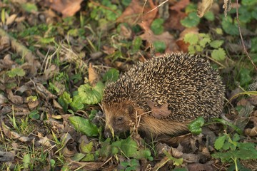 Detailed Picture of the European hedgehog in the wood.in the spring just after the winter sleep or hibernation. Close up picure of the animal with nose, eye and thorns. Picture taken in Czech Republic