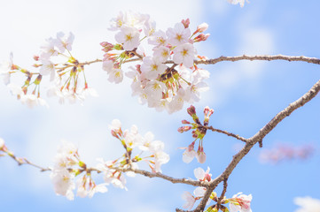 桜