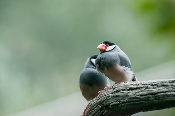 Fototapeta premium Java sparrow, Ricebird