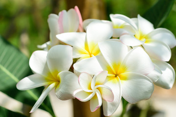 Fototapeta na wymiar White and yellow Plumeria frangipani flowers on tree with natural background