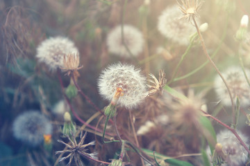 Dandelion flowers