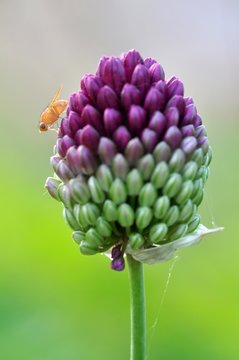 Drosophila melanogaster sur un allium sphaerocephalum&nbsp;: 