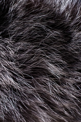Fototapeta premium Background of dark fur