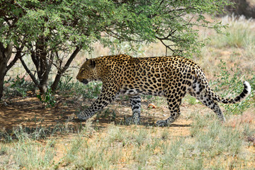 Africa. Namibia. leopard