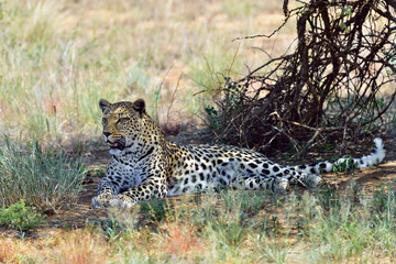 Africa. Namibia. leopard