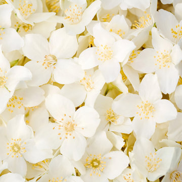 Jasmine flower