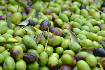 olive harvest in Tuscany