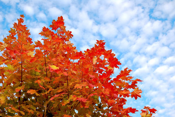 A fragment of beautiful red maple tree in autumn on the background of sky with small clouds