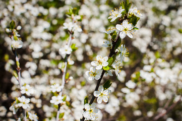 (Blooming cherry
