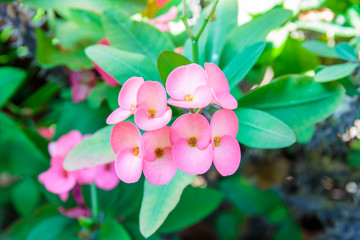 Fototapeta premium Pink Poi Sian flowers or Pink Christ Thorn flowers in the garden with sunshine on the morning.