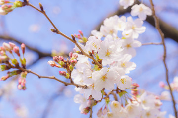 桜