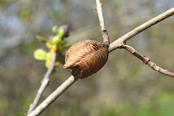 Ootheca hierodula transcaucasica on a branch