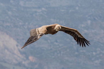Flying Griffin (Gyps fulvus), Verdon Gorge, France