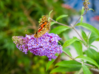 Nectar from a purple butterfly-bush