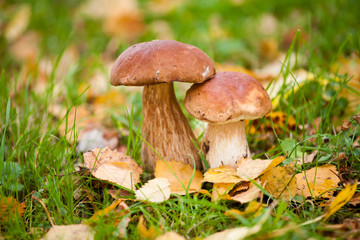 Cep mushroom in the forest