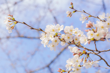 桜