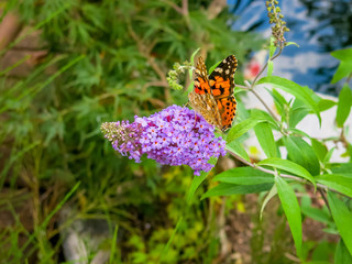 Nectar from a purple butterfly-bush