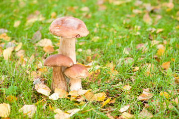 Cep mushroom in the forest