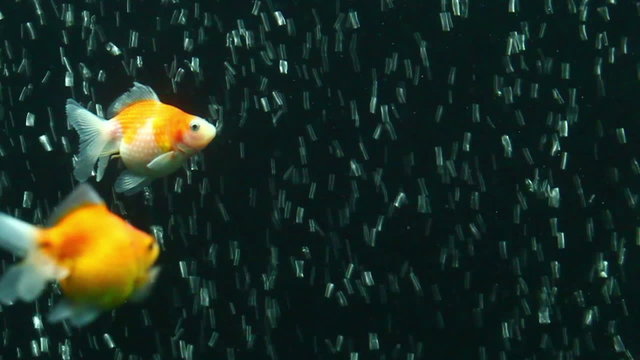Pair Of Pearl Scale Goldfish In Home Aquarium, Focus Shifts Between Subjects
