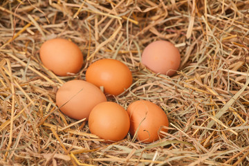 Fresh eggs from the farm in the hay