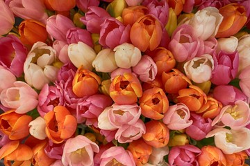 Colorful Tulip - BunteTulpen  