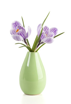 Crocus flowers in a vase isolated on white