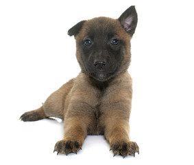 puppy belgian shepherd malinois