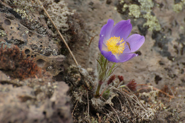 Mosquitos on the flower of Pulsatilla patens (syn. Anemone patens) growing on the ancient lava flow. Kamchatka Peninsula, Russia. - 106300073