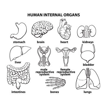 Human organs. Internal organs set. Human anatomy, internal parts of the body. Bodies zhiznideyatelnosti. Set of vector elements - bone, brain, heart, Lecco, kidneys, sex organs. Reproductive function