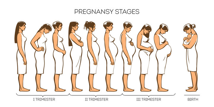 Stages of pregnancy. Vector image of stages of pregnancy. Pregnant woman. Motherhood. Trimester of pregnancy. Nine months of pregnancy. Image of different pregnant women. color illustrations