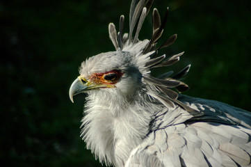 Secretary Bird closeup is an African raptor