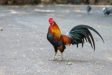 colorful bantam