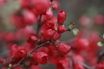 Японская айва