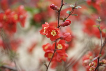 Японская айва