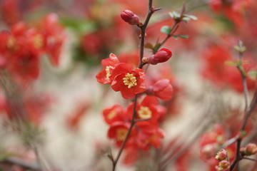 Японская айва