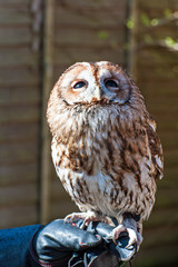 Tawney Owl