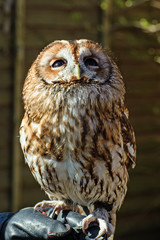 Tawney Owl