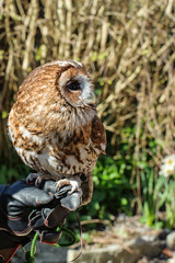 Tawny Owl