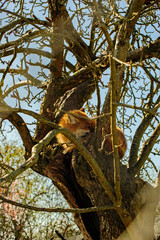 Fox in a Tree.